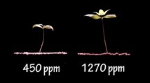 More Co2 is GOOD for Earth -  Seeing is Believing - Time-Lapse Video of 2 Plants Growing at Different Co2 Levels
