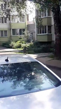 Un corbeau trolle des chats pendant une bagarre