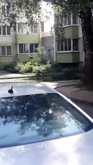 Un corbeau trolle des chats pendant une bagarre