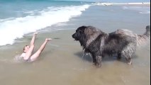 Un chien sauve une fille de l'eau