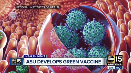 ASU develops norovirus vaccine from tobacco plant