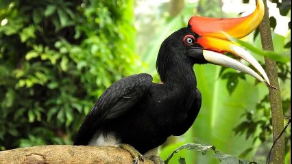 The rhinoceros hornbill (Buceros rhinoceros)