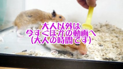 これが伝説の始まり。マシンガンハムスター ペンちゃん