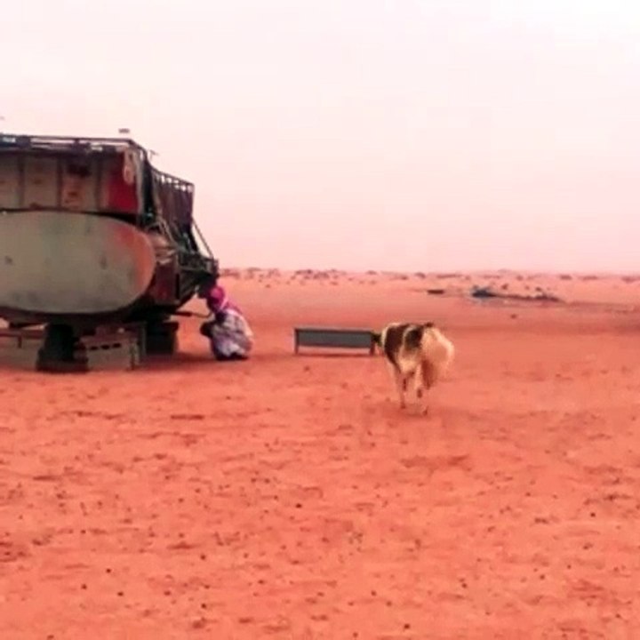 Fun with dog