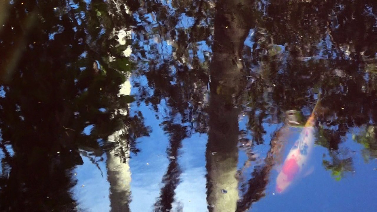 Ricky Hanson Koi in West Palm Beach
