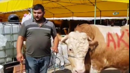 1 Tonluk Kurbanlık Paşa 21 Bin Liraya Alıcı Buldu