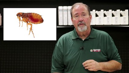 How to Get Rid of Fleas Guaranteed (4 Easy Steps)