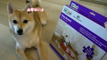 柴犬シバチャ vs スウェーデンの知育玩具 天才犬現る！？ Level1