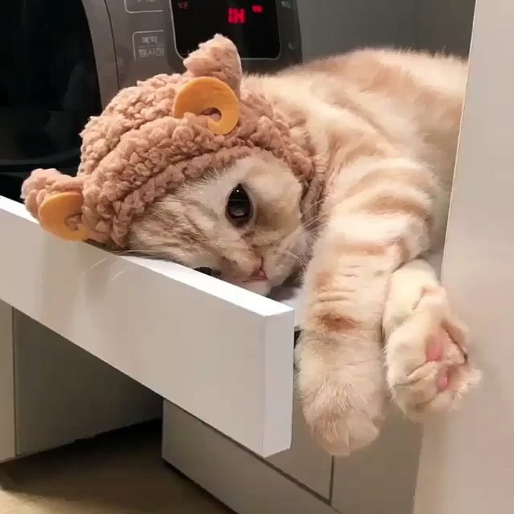 My cat sleeping like a king