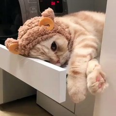 My cat sleeping like a king