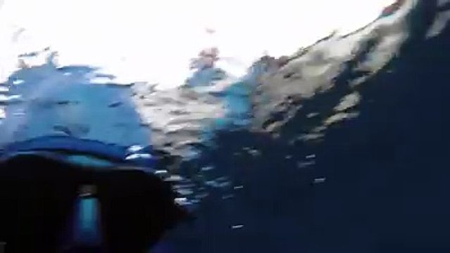 Des raies font une danse nuptiale en surface