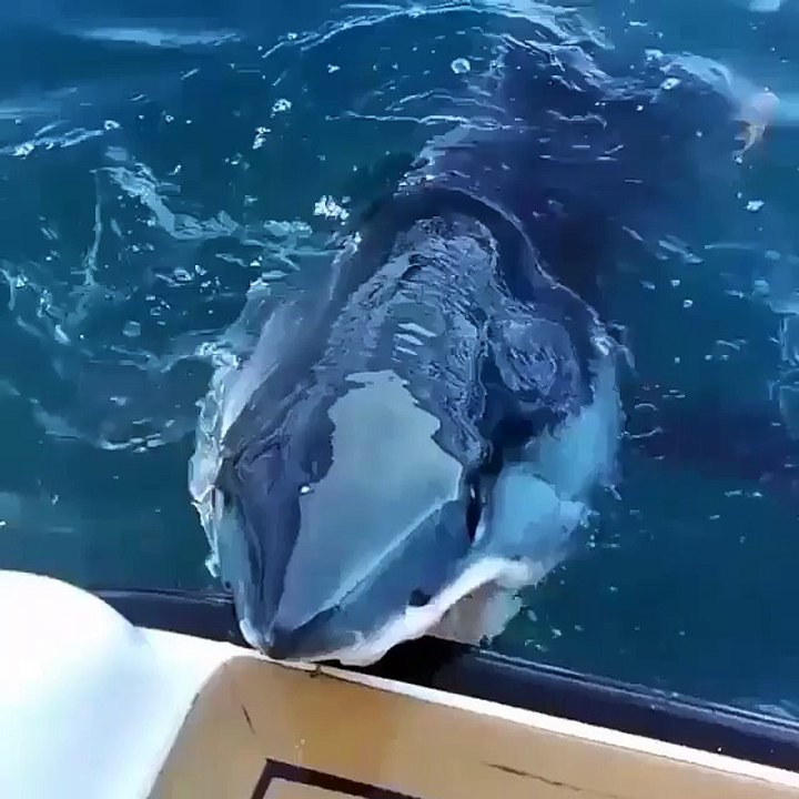 OMG SHARK would you be scared