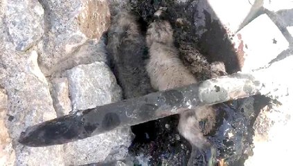 Zifte Yapışan Yavru Köpekleri İtfaiye Kurtardı