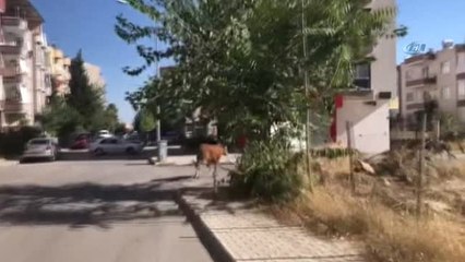 Kurbanlık Dana Ortalığı Birbirine Kattı