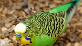 Budgies Parrots Young and Adult me farak very useful video in Urdu_Hindi. - YouTube