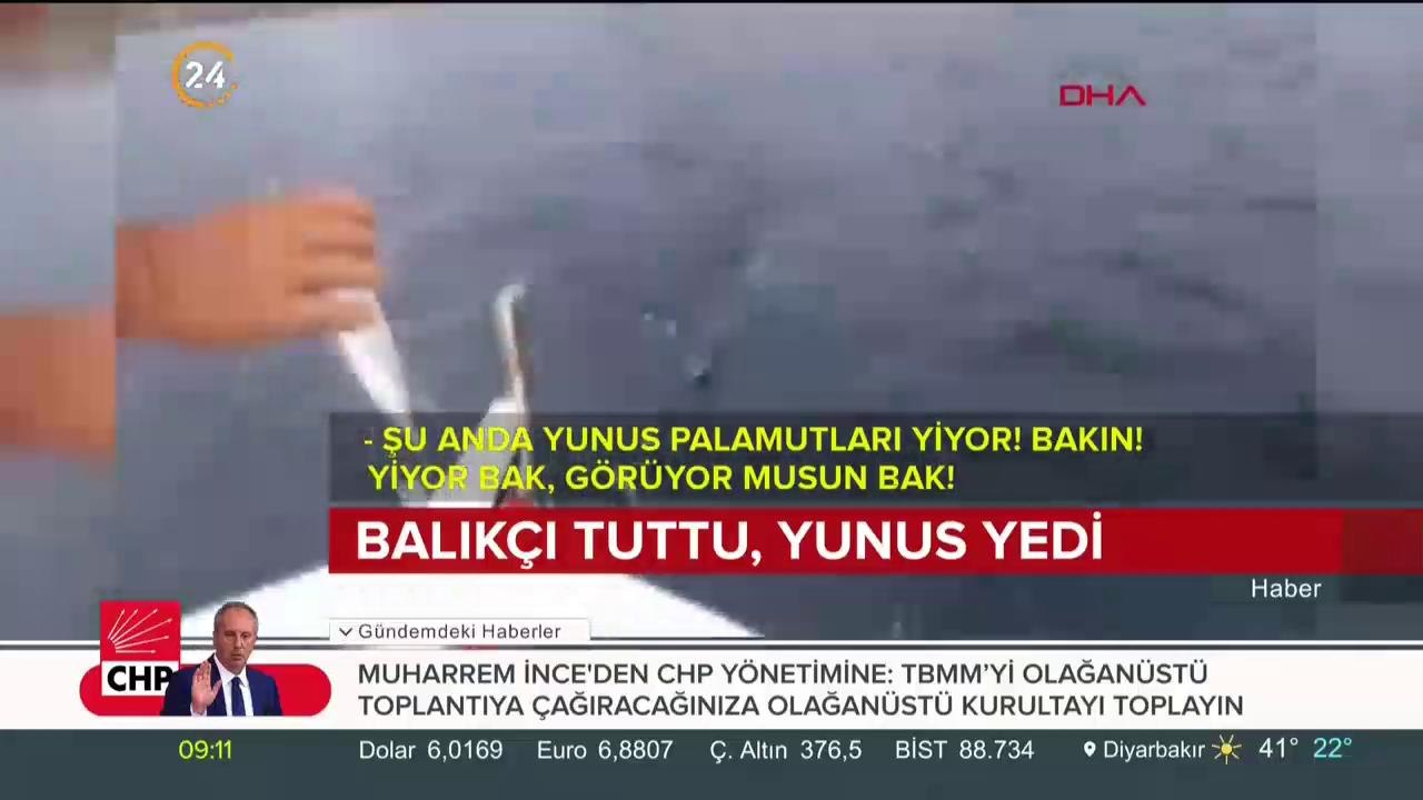 Balıkçı tuttu, yunus yedi