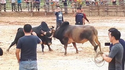Buffalo fighting - Tso nyuj sib nraus twv nyiaj