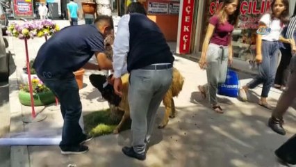 Kars’ta gelin koçu geleneği sürüyor