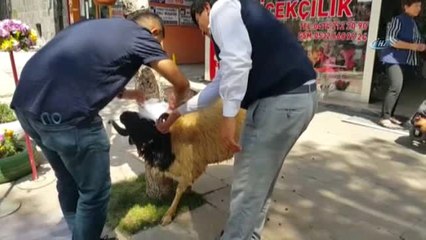 Kars'ta Gelin Koçu Geleneği Sürüyor