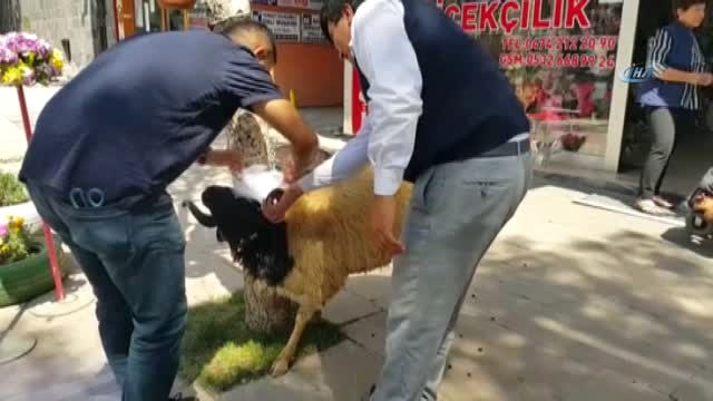Kars'ta Gelin Koçu Geleneği Sürüyor