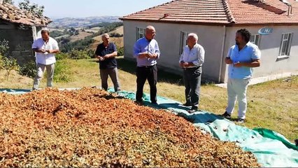 Bafralı fındık üreticileri 15 lira taban fiyat bekliyor