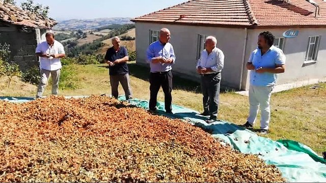 Bafralı fındık üreticileri 15 lira taban fiyat bekliyor