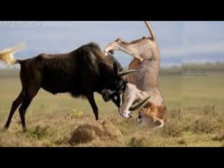 Wildebeest Fight Back To Win, The Lion Was Hook And Knock Out