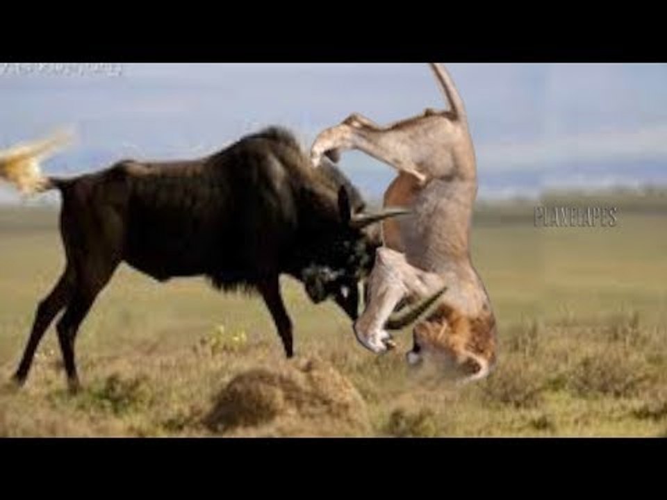 Wildebeest Fight Back To Win, The Lion Was Hook And Knock Out