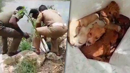 ஆற்று வெள்ளத்தில் சிக்கிய குட்டிகளை காப்பாற்ற துடித்த நாய்!