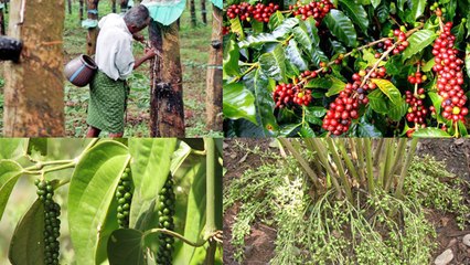 Kerala Flood में हुए नुकसान का असर दिखेगा आपकी जेब पर, मसाले होंगे महंगे । वनइंडिया हिंदी