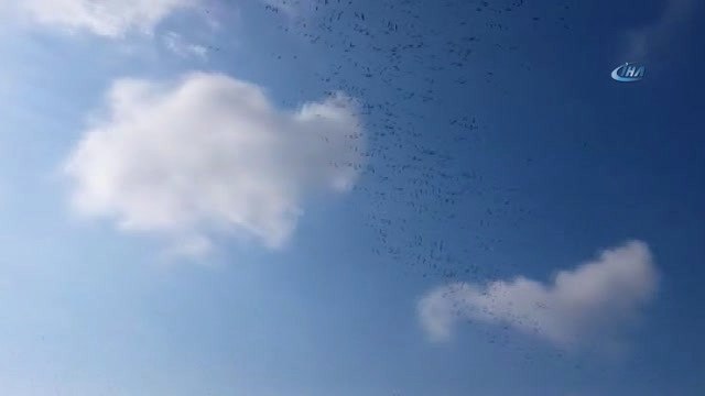 Leylekler, İstanbul Semalarında Görsel Şölen Oluşturdu