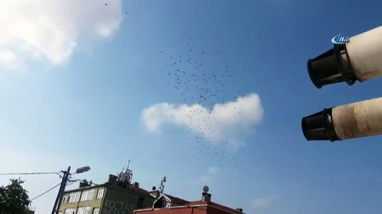 Leylekler, İstanbul semalarında görsel şölen oluşturdu