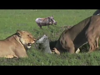 Pack of Lions Digging Deep Hole Catching Family of Wild Pigs Hiding