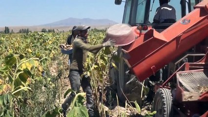 Ziraat Odası Başkanı Koçak: 'Ülkemiz için milli ay çekirdeğini çitleyin'