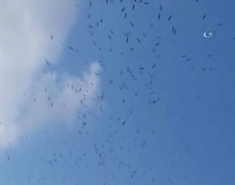 Leylekler İstanbul Semalarında Görsel Şölen Oluşturdu