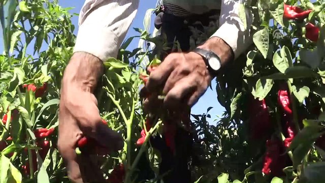 Dondurma kentinde 'acı' hasat - KAHRAMANMARAŞ