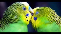 Budgies Parrots Breeding Tips in (Urdu_Hindi) BUDGIES KINGDOM with Hasnat RAJPOOT - YouTube