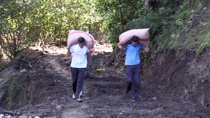 'Fındıkta hasar tespit çalışmaları 10 gün içinde tamamlanacak' - ORDU