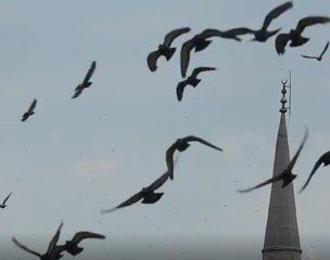 Leyleklerin yolculuğu başladı