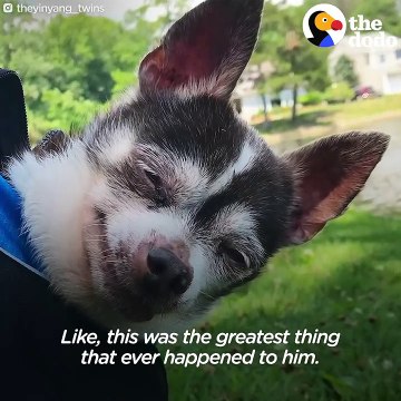 Rescue Dog Carries Senior Dog Best Friend On Walks | The Dodo + Clear The Shelters