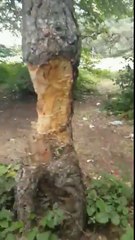 Piknikçiler çıra elde etmek için çam ağaçlarını katlettiler!