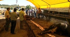 Çadırda Elektrik Akımına Kapılan 14 Kurbanlık Büyükbaş, Telef Oldu