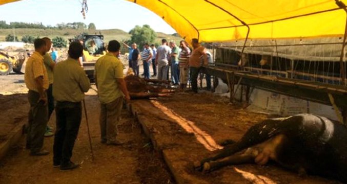 Çadırda Elektrik Akımına Kapılan 14 Kurbanlık Büyükbaş, Telef Oldu