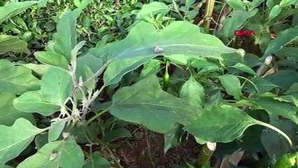 İşte Doğu Karadeniz’i esir alan böcek: Ricania simulans