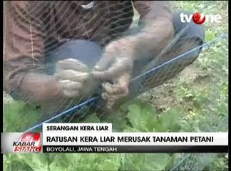 Ratusan Kera Liar dari Gunung Merbabu Rusak Lahan Pertanian Warga
