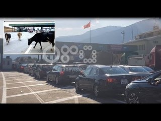 Ora News - Fluks në doganën e Morinës, të gjithë presin në rradhë përveç lopëve