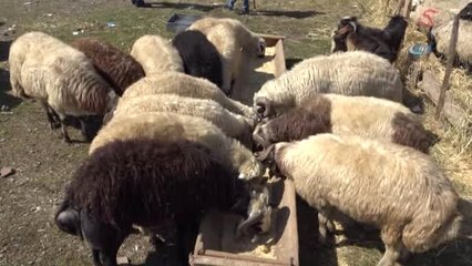 Bayrama Sayılı Günler Kala Bazı Vatandaşlar Kurbanlıklarını Alırken, Bazı Vatandaşlar Son Günü...