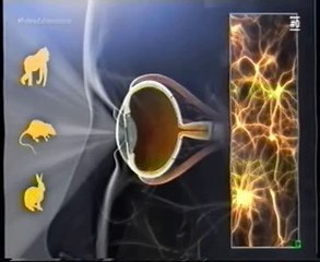 Atencion: Magia y cerebro (Javier de Felipe)