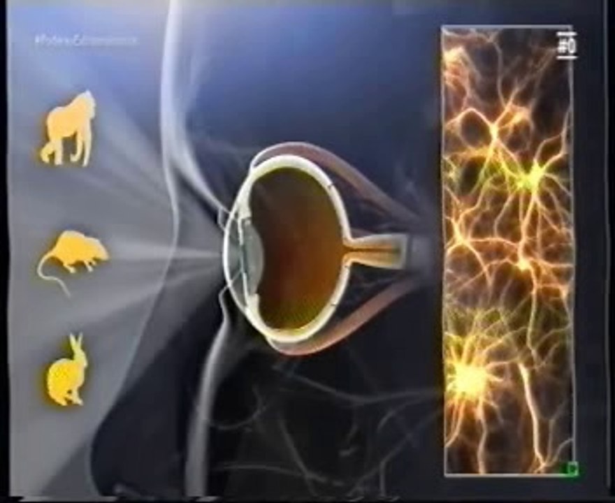 Atencion: Magia y cerebro (Javier de Felipe)