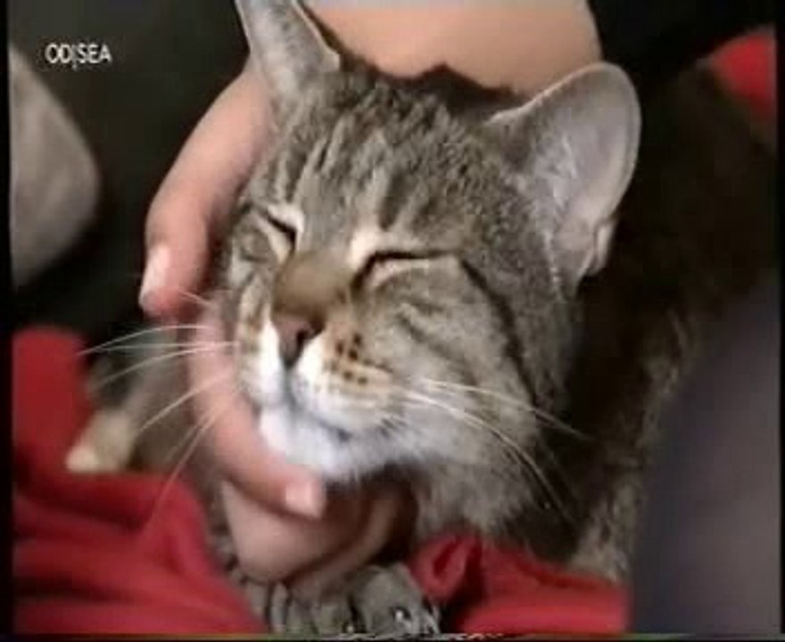 Independencia felina: Las correrias de Bob